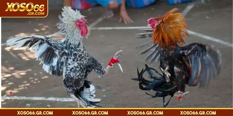 Đá Gà Cựa Dao - Nghẹt Thở Và Kịch Tính Đến Từng Giây 1 Luật chơi đá gà cựa dao