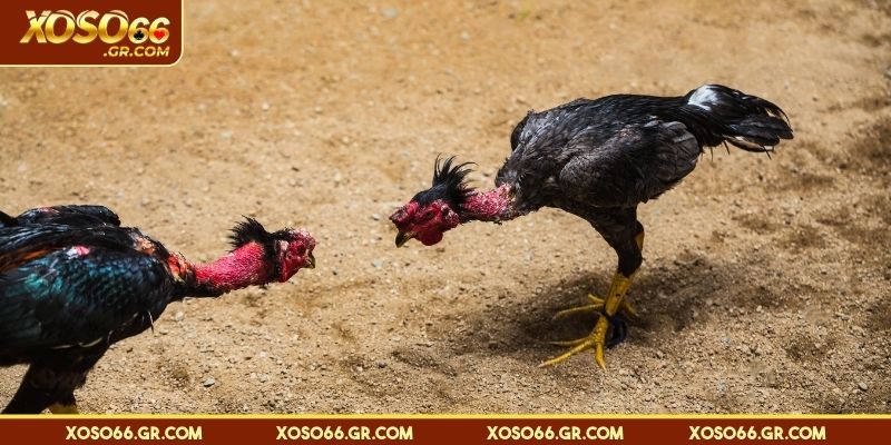 Đá Gà Cựa Dao - Nghẹt Thở Và Kịch Tính Đến Từng Giây 3 Mẹo tránh thua lỗ khi chơi đá gà cựa dao