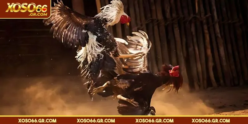 Đá Gà Thomo - Quy Tụ Chiến Kê Đẳng Cấp Nhất Châu Á 2 Thể thức thi đấu đá gà Thomo cập nhật mới nhất 2025